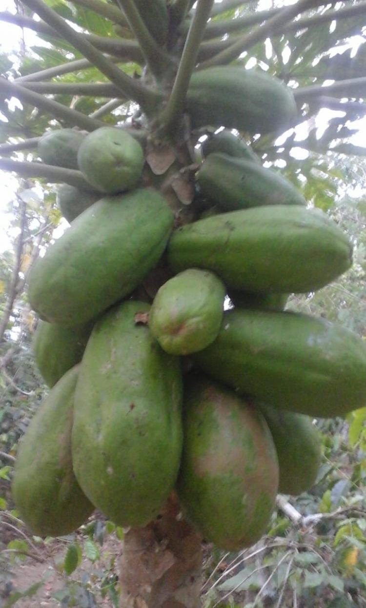 Pepaya-sayur-mulai-dibudidayakan-petani-BelokSidan_560867.jpg